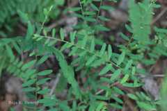 Phyllanthus virgatus